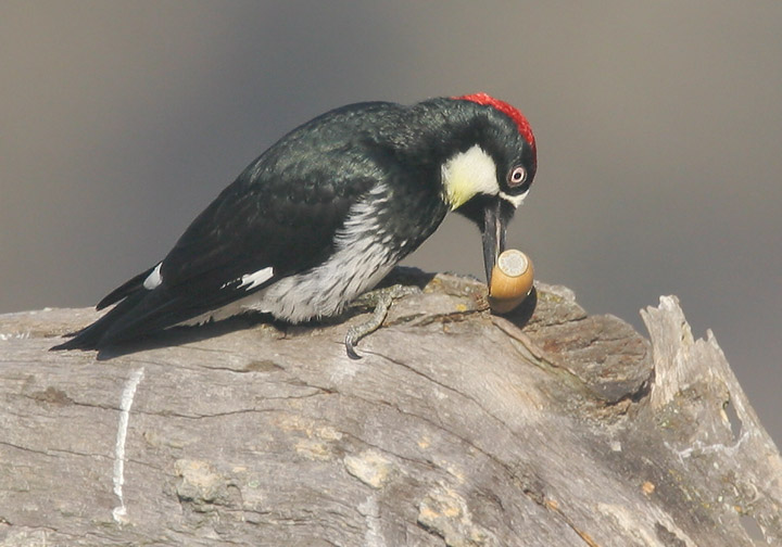 Acorn Woodpecker, 10/12/05, Arastradero Preserve