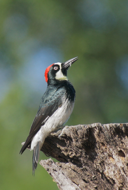 Acorn Woodpecker,&nbsp; 5/9/07, Rancho San Antonio