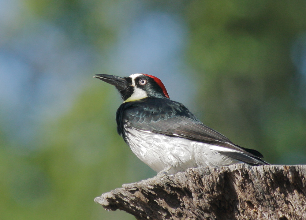 Acorn Woodpecker, 5/9/07, Rancho San Antonio