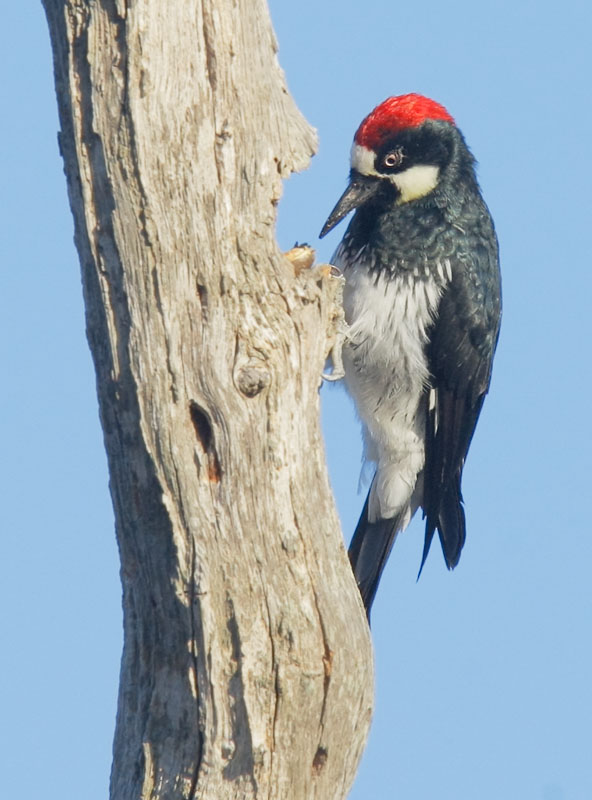 Acorn Woodpecker, Arastradero Preserve