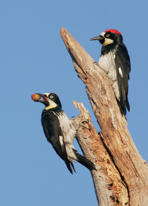 Acorn Woodpeckers, 10/27/06, Arastradero Preserve
