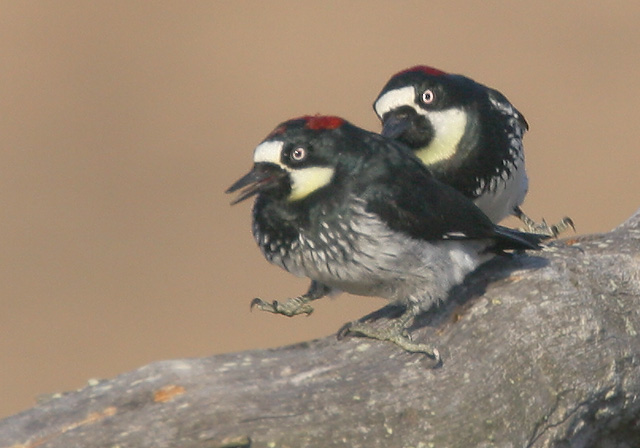 Acorn Woodpeckers, pair, 10/12/05, Arastradero Preserve