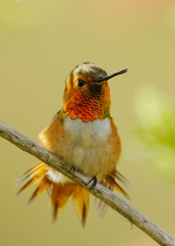 Allen's Hummingbird