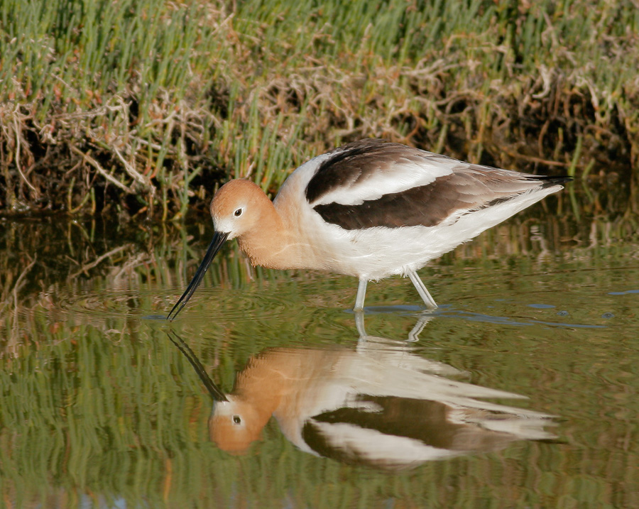 American Avocet