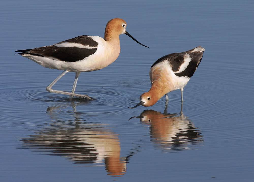 American Avocets