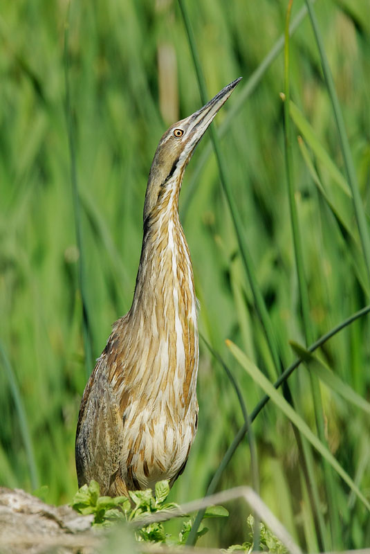 American Bittern, 6/11/08, Marble Hot Springs Road, Plumas Co