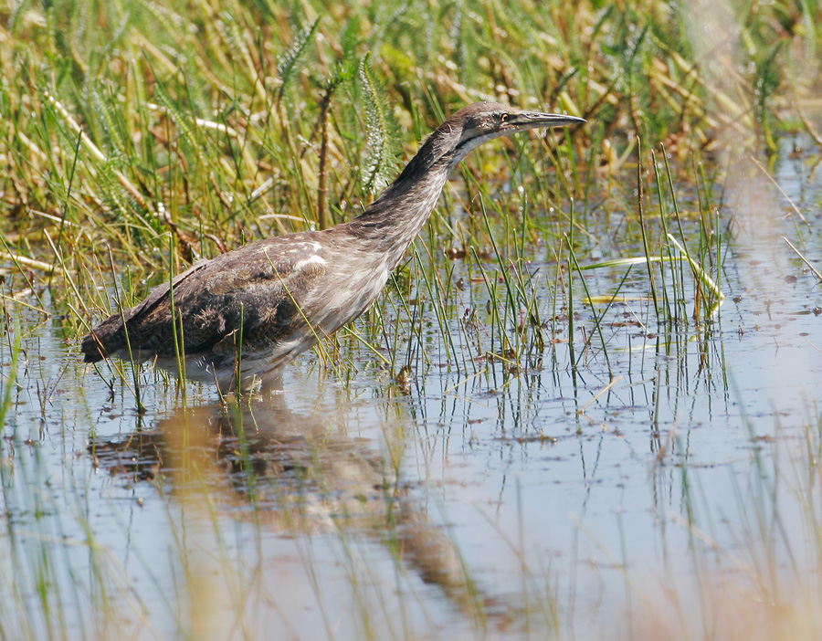 American Bittern, 7/1/07, Marble Hot Springs Road, Sierra Valley, Plumas Co