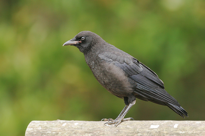 American Crow, juvenile, 6/4/05, Canada Road, Gilroy