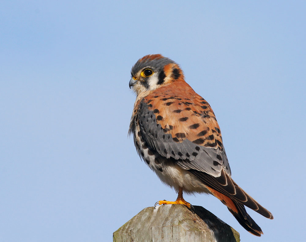 American Kestrel