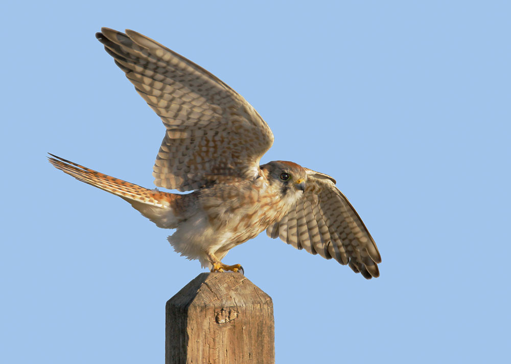 American Kestrel