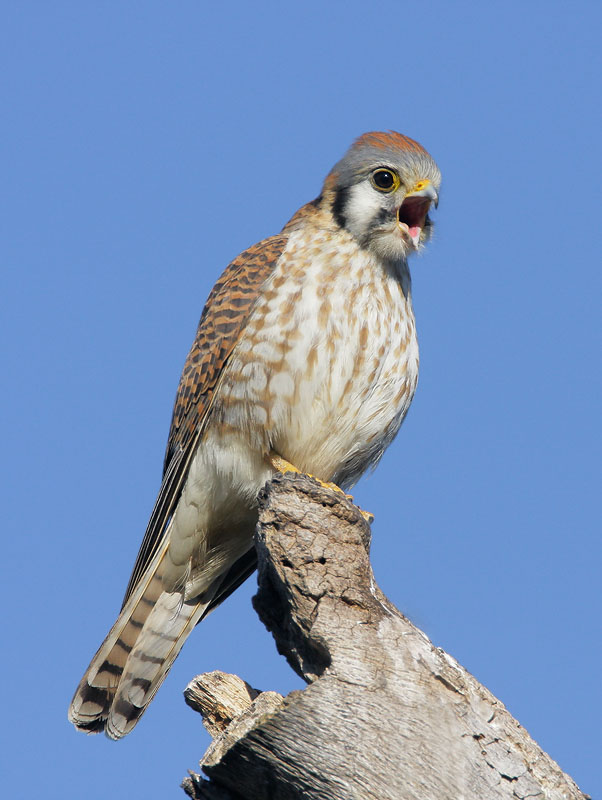 American Kestrel