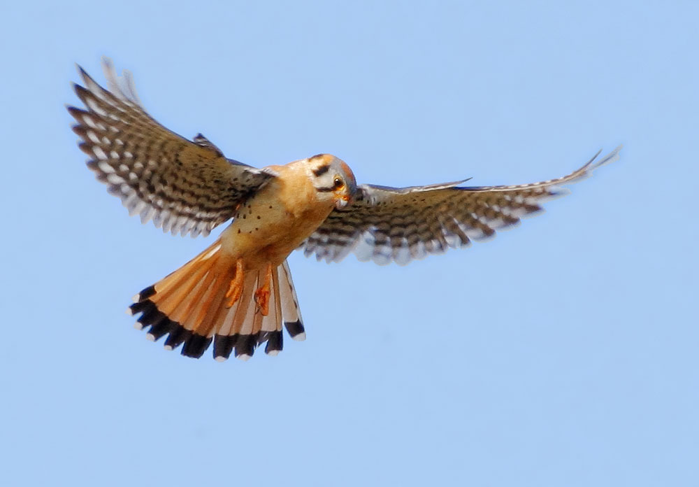 American Kestrel