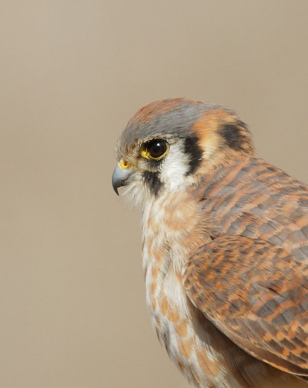 American Kestrel