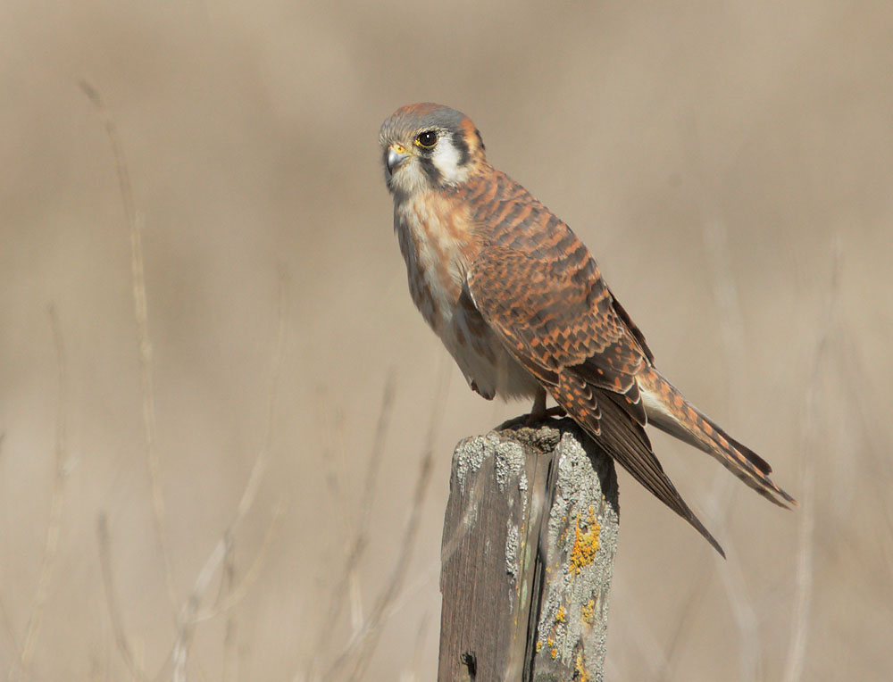 American Kestrel