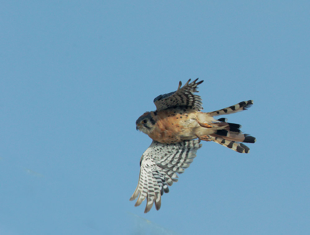 American Kestrel