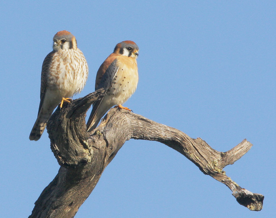 American Kestrel