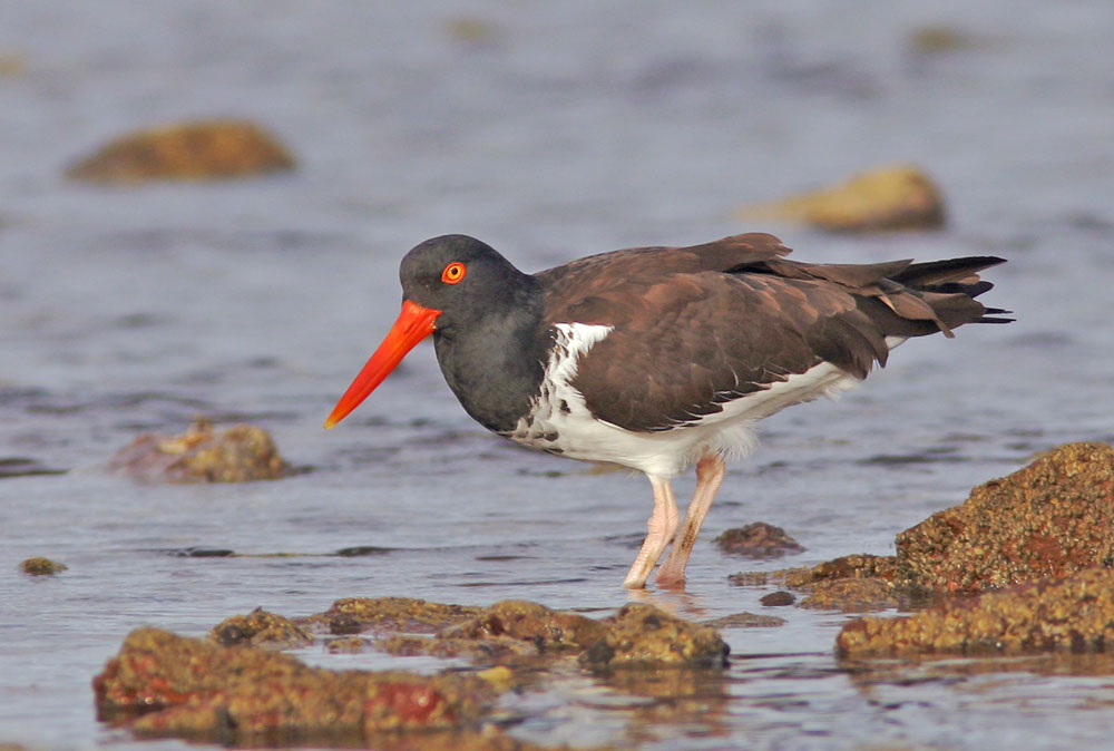 American Oystercatcher, 1/7/05, La Paz, Baja Sur, Mexico