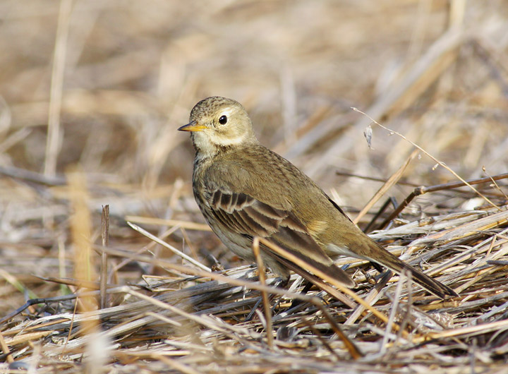 American Pipit, 11/27/05, Bayfront Park, Menlo Park, San Mateo Co