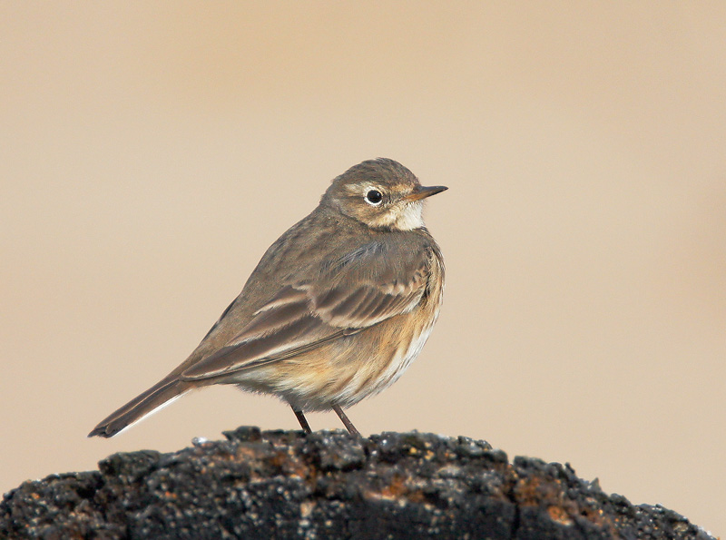 American Pipit,&nbsp; 12/9/06, Salinas State Beach, Monterey Co