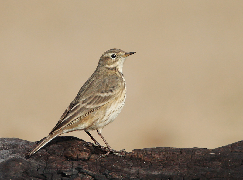 American Pipit, 12/9/06, Salinas State Beach, Monterey Co