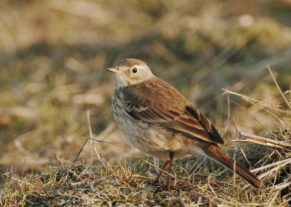 American Pipit, 2/3/07, Merced NWR, Merced Co