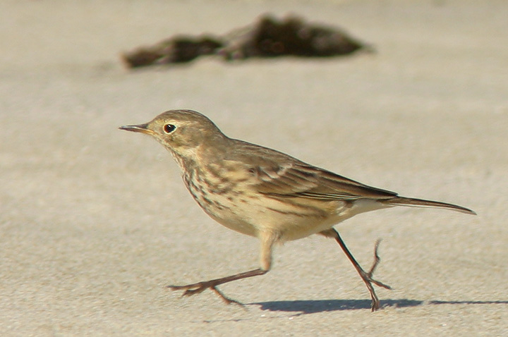 American Pipit, 10/30/05, Salinas State Beach, Monterey Co