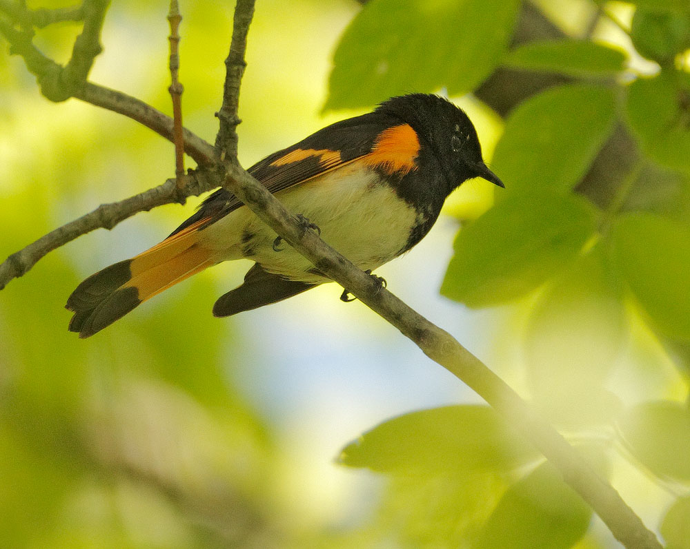 American Redstart, male, 5/19/10, Magee Marsh, OH