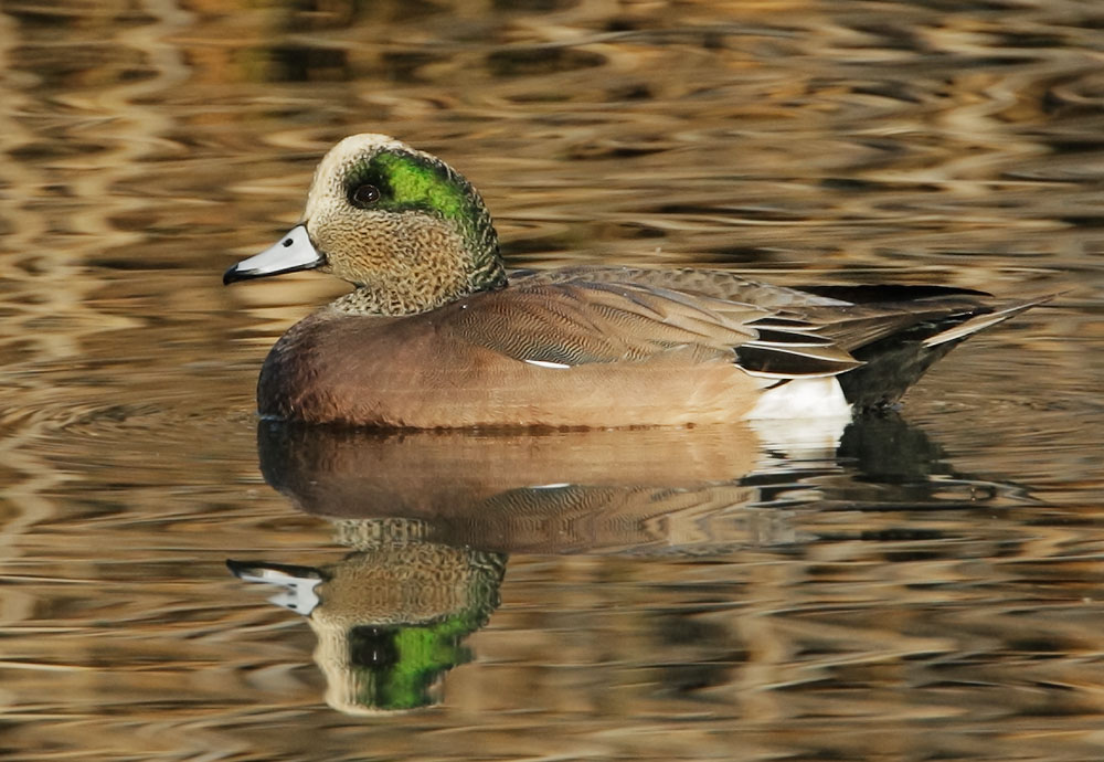 American Wigeon