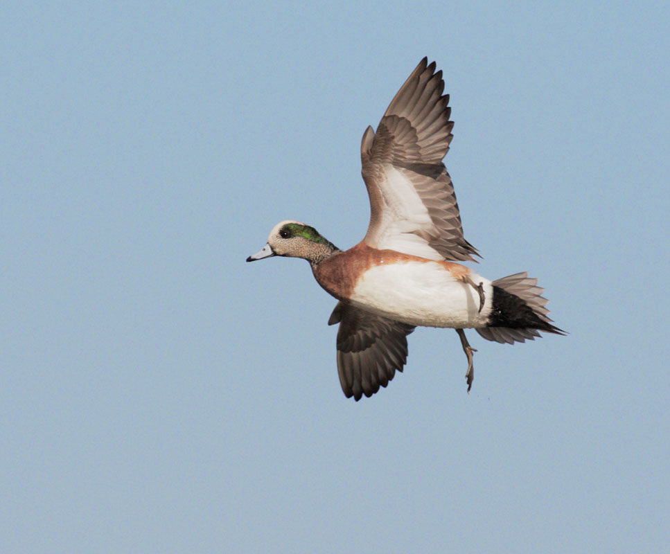 American Wigeon