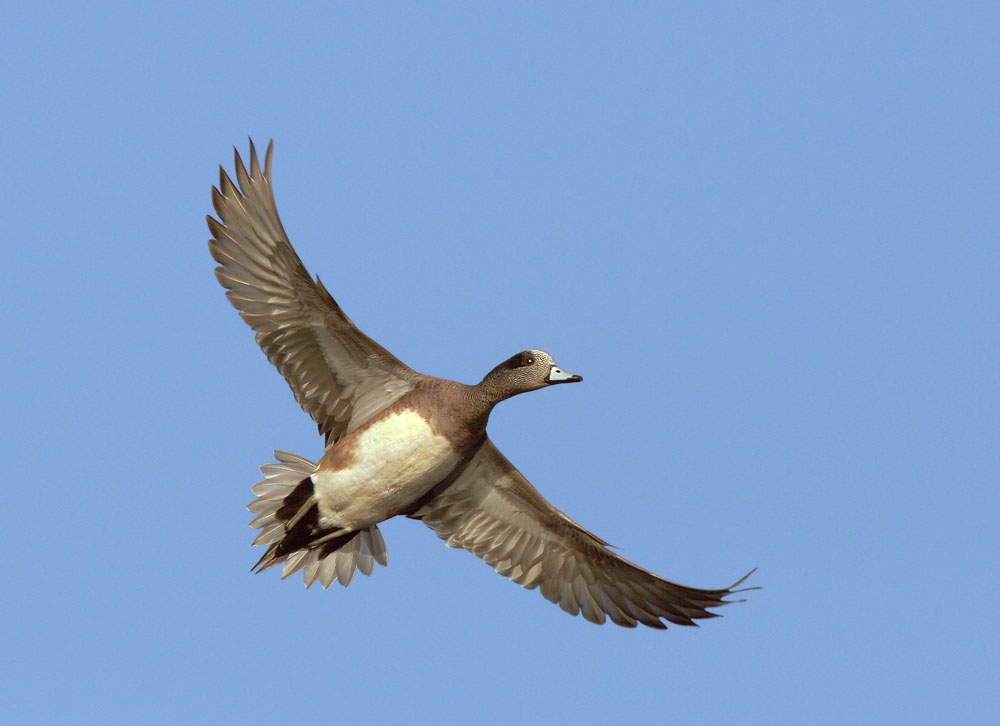 American Wigeon