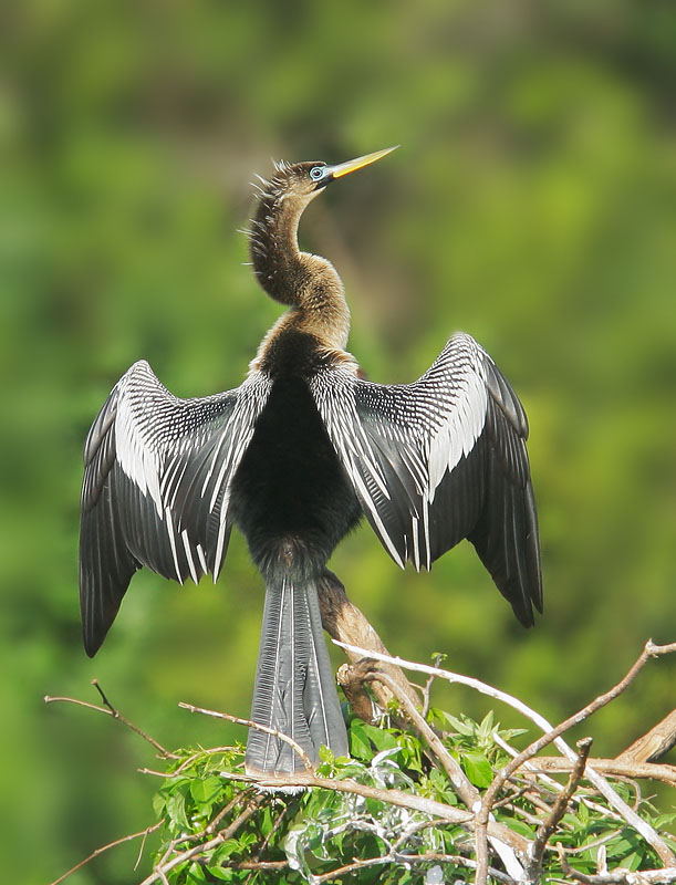 Anhinga, female, 3/19/08, Brandon, FL