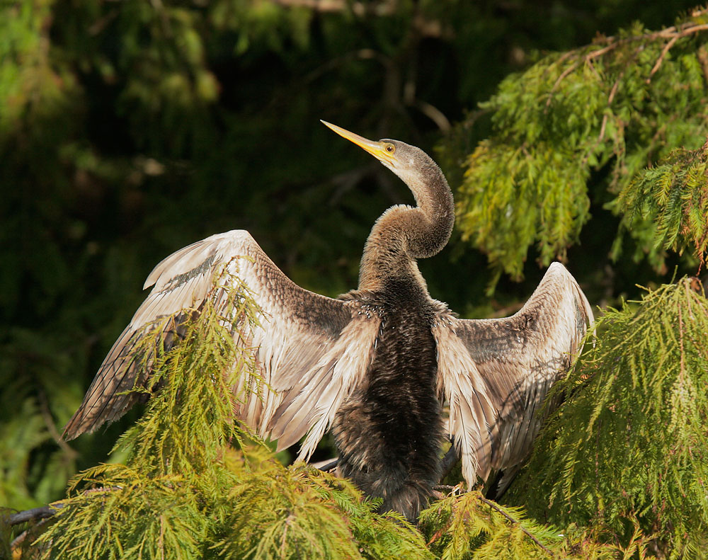 Anhinga, female, nonbreeding plumage, 12/3/08, Boynton Beach, FL