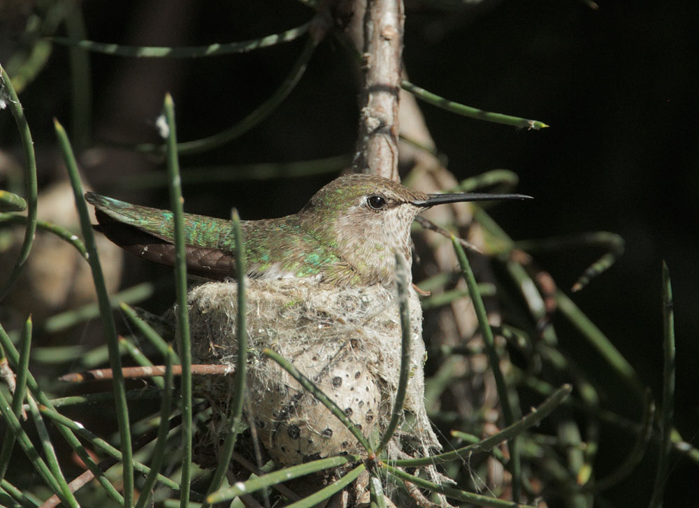 Anna's Hummingbird, female, on nest, 5/21/11, Palo Alto Baylands