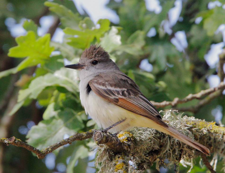 Ash-throated Flycatcher, 6/9/07,&nbsp; Arastradero Preserve