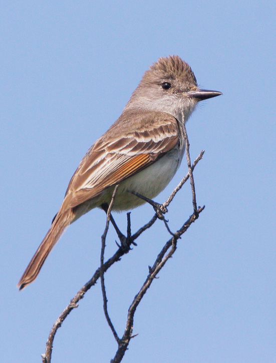 Ash-throated Flycatcher, 7/10/07, Skyline Ridge OSP, San Mateo Co