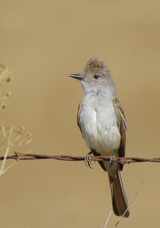 Ash-throated Flycatcher, 7/20/07, Pajaro River at 101
