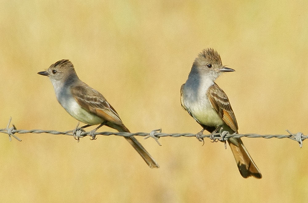 Ash-throated Flycatchers, pair, 6/21/08, Pajaro River at Hwy 101