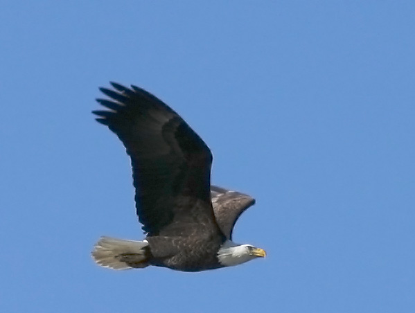 Bald Eagle