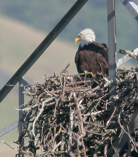 Bald Eagle