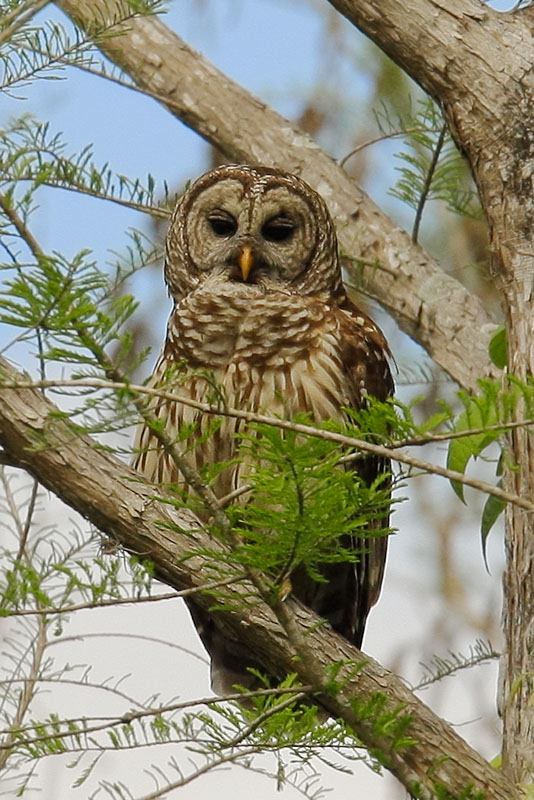 Barred Owl