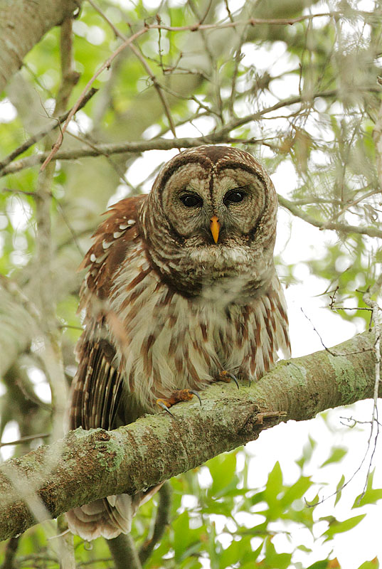 Barred Owl