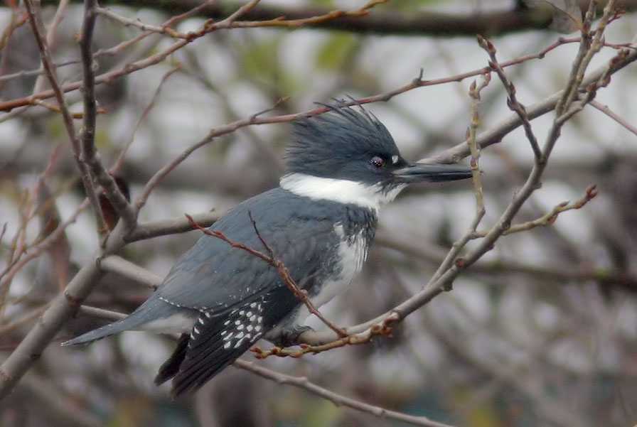 Belted Kingfisher, male, 12/19/04, Shollenberger Park, Petaluma, Sonoma Co