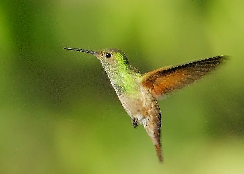 Berylline Hummingbird, female, 8/2/08, Madera Kubo, Madera Canyon, AZ
