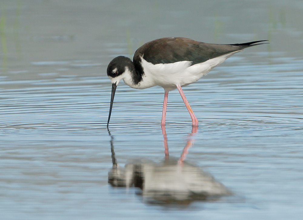 Black-necked Stilt, female Hawaiian race, 6/13/07, Hanalei NWR, Kauai, HI