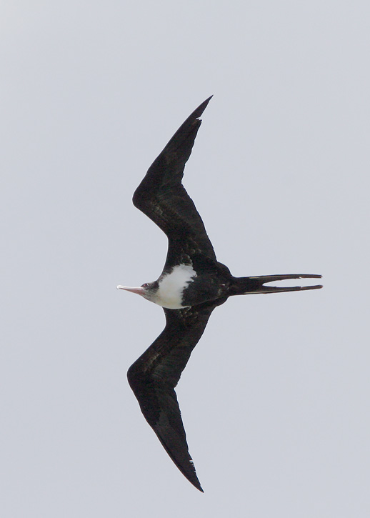 Great Frigatebird, female, 6/16/07, Kilauea NWR, Kauai