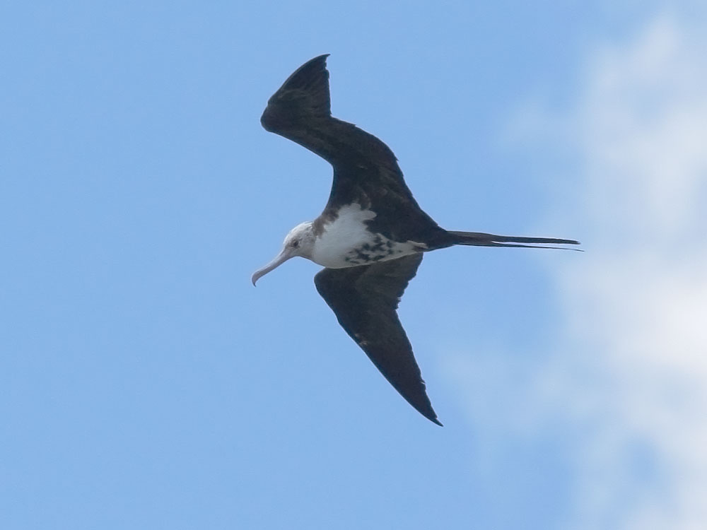 Great Frigatebird, juvenile, 6/28/08, Kilauea Lighthouse, Kauai, HI