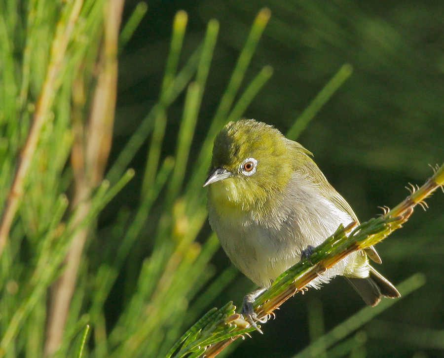 Japanese White-eye, 6/12/07, Haena, Kauai, HI