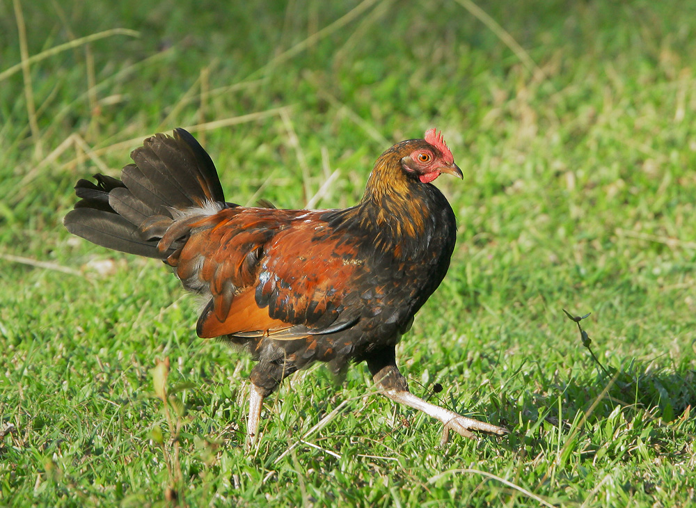 Red Junglefowl, male, 6/16/07, Haena, Kauai, HI