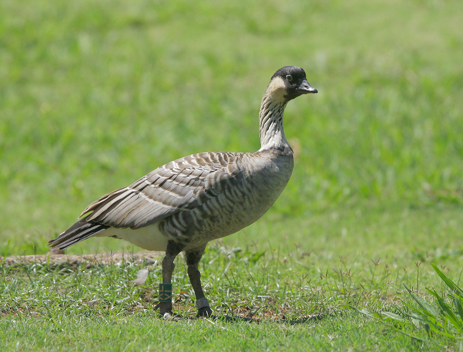 Hawaiian Goose (Nene), 6/11/07, Kilauea Lighthouse NWR, Kauai, HI