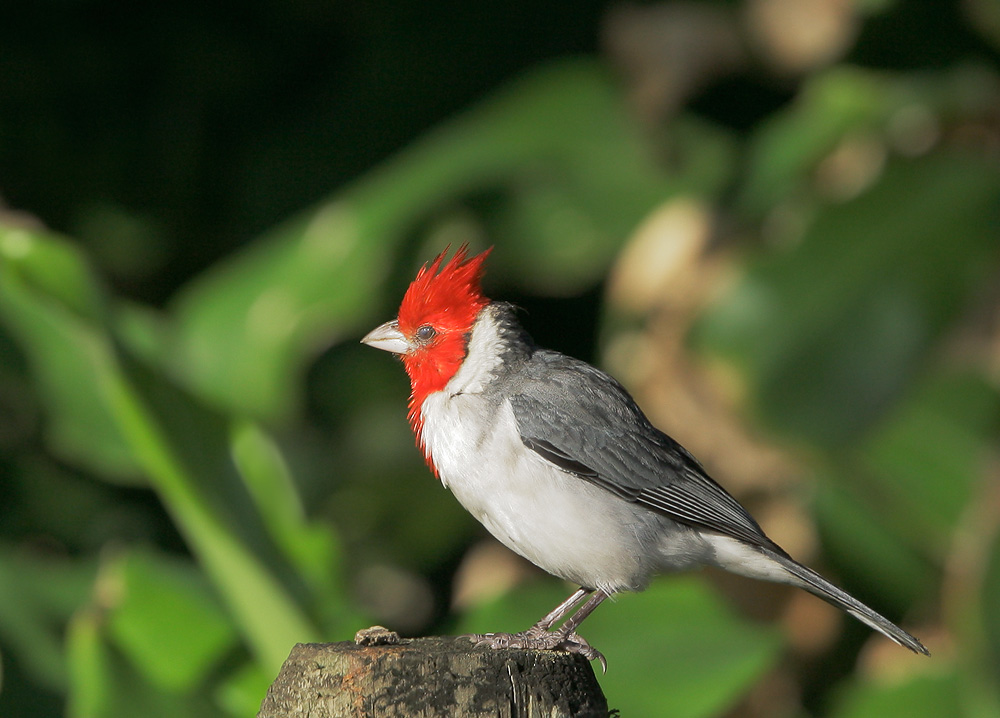 Red-crested Cardinal, 6/12/07, Haena, Kauai, HI